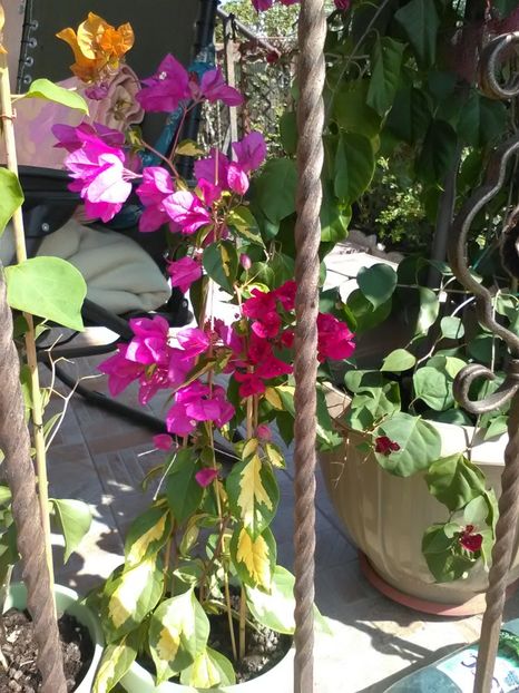 - Bougainvillea 2018