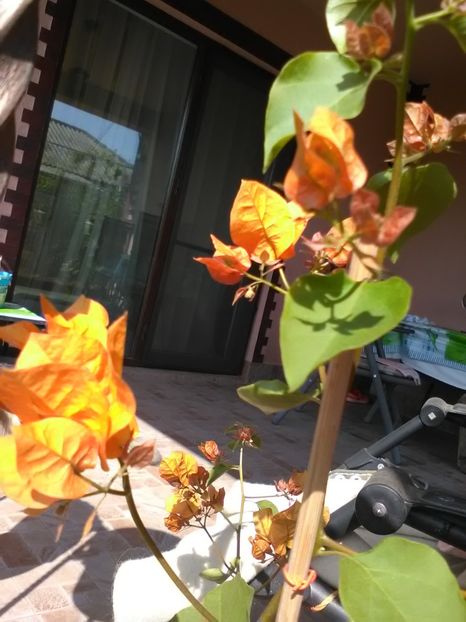  - Bougainvillea 2018