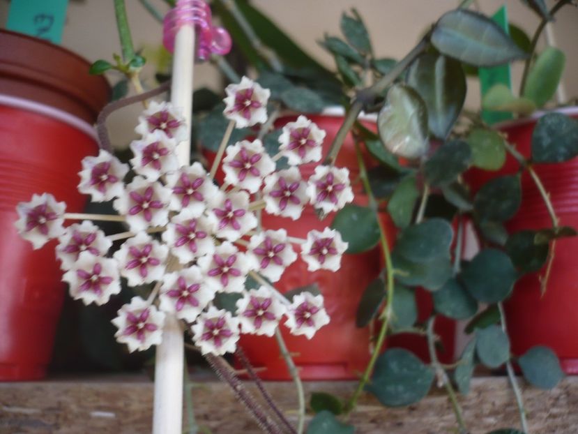 P1400312 - HOYA 2018-2