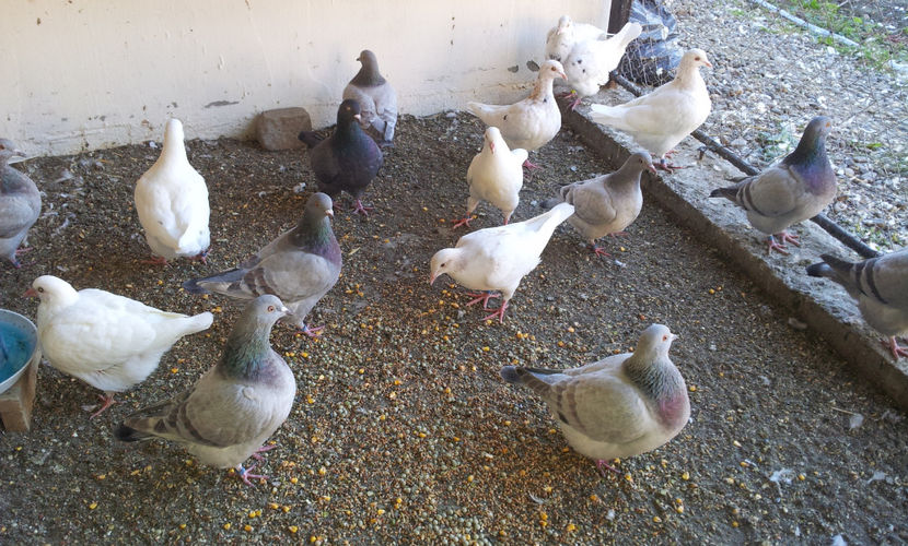  - 03 PUI TEXANI 2018