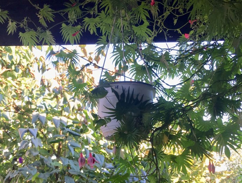 EE74E7FD-26D8-4E54-B260-CFD773BA696D - Octombrie