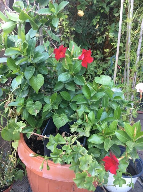 61224D8F-4505-477E-B711-F149B5AC8338 - Octombrie