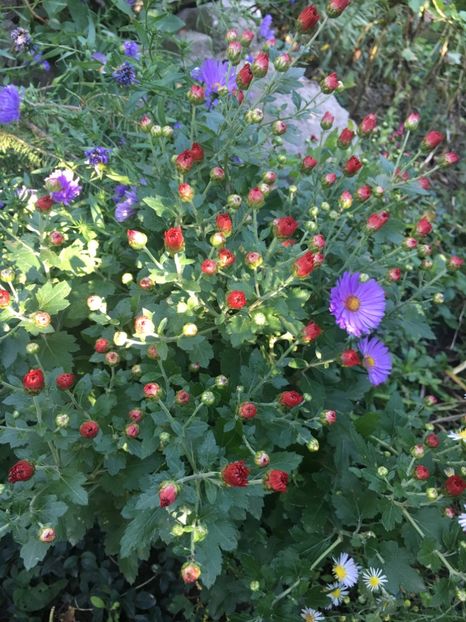 25F1F021-EF7C-4293-A24A-F6D61D3FFDD7 - Octombrie