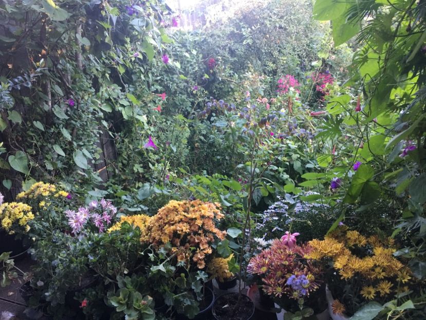 2FF20878-EB63-4989-A9CF-4037C3FEFBD6 - Octombrie