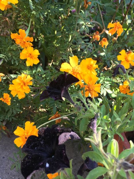 2D04A73F-E986-4434-AAC3-BD12F788FB8D - Octombrie