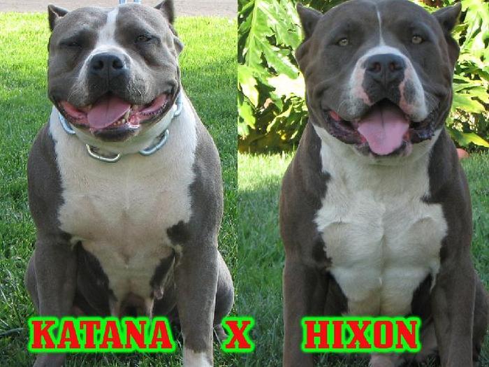 10988080_WYQPXZEJM - PITBULI