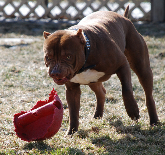 10988129_MWMOOTJWW - PITBULI