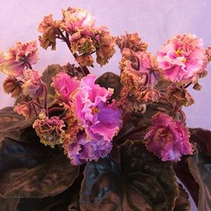 Double Jeopardy - AA Violete in colecție poze net