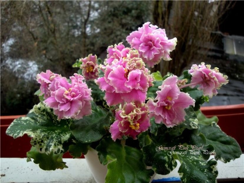 Gemcraft Pink Pearl - AA Violete in colecție poze net