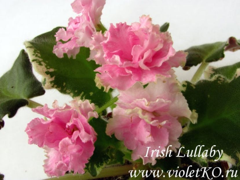 Irish Lullaby - AA Violete in colecție poze net