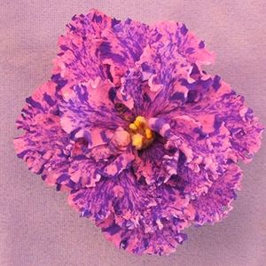 Midnight Waterfall - AA Violete in colecție poze net