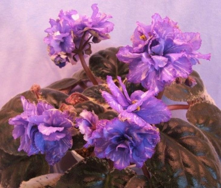 EK Scarab - AA Violete in colecție poze net