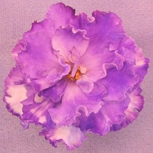 LE Gisele - AA Violete in colecție poze net