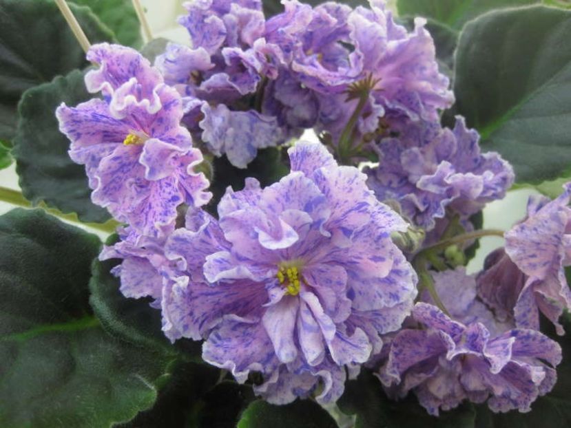 PT Svetlana - AA Violete in colecție poze net