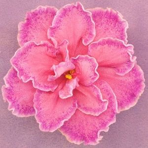 Marquise - AA Violete in colecție poze net