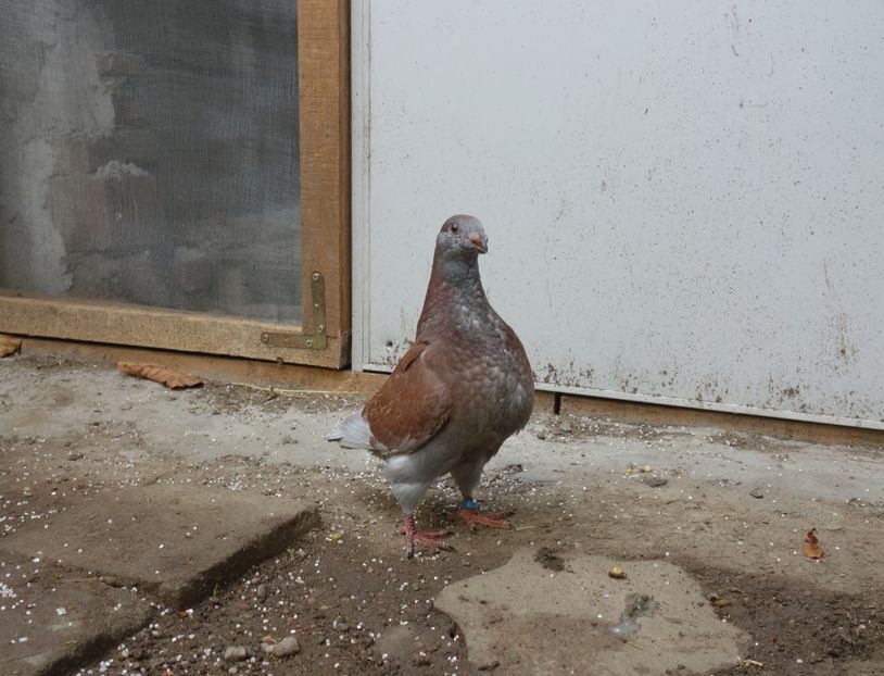  - Voiajori Americani 2018