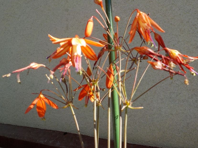  - bessera elegans