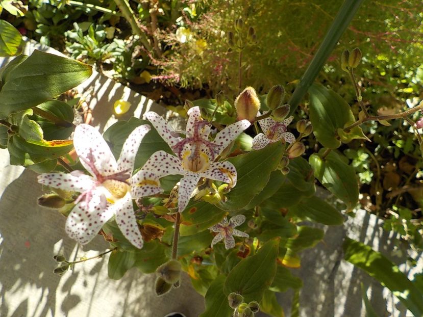  - tricyrtis hirta