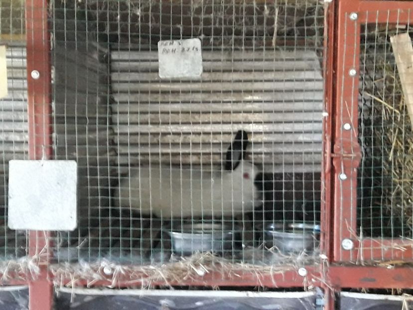  - A-IEPURI CALIFORNIENI