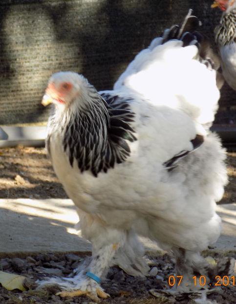  - VIITOR SPERANTE PTR 2019