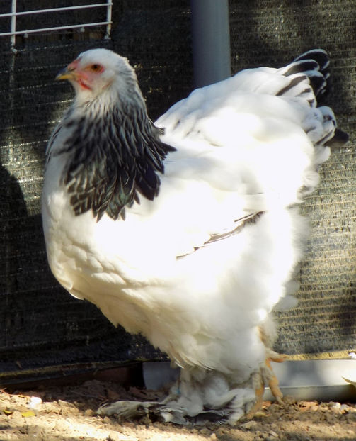  - VIITOR SPERANTE PTR 2019