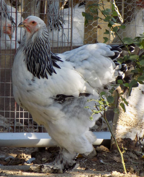  - VIITOR SPERANTE PTR 2019