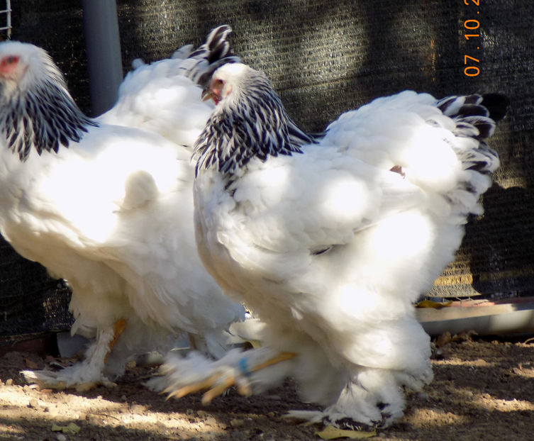  - VIITOR SPERANTE PTR 2019