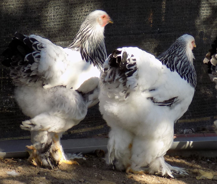  - VIITOR SPERANTE PTR 2019