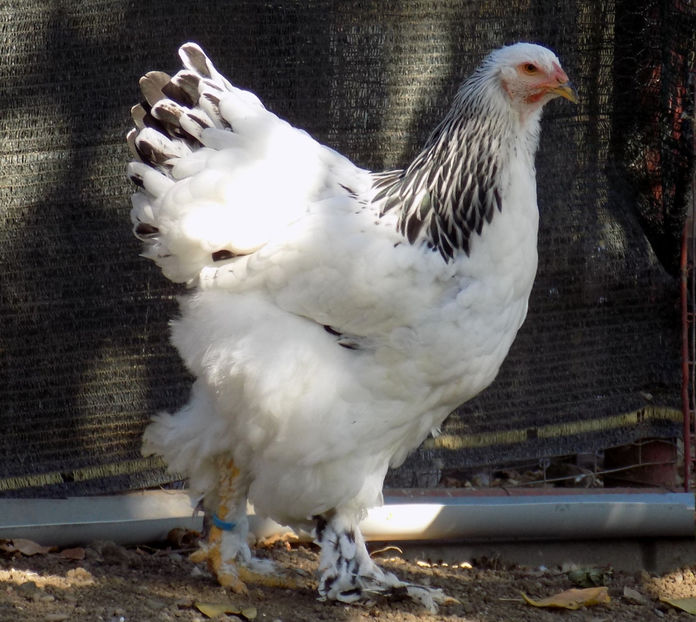  - VIITOR SPERANTE PTR 2019