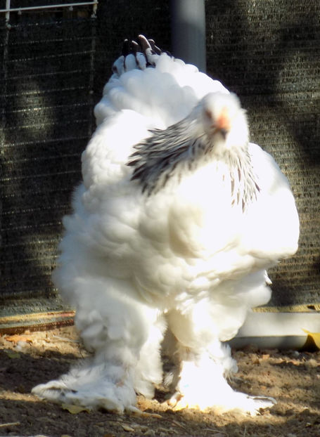  - VIITOR SPERANTE PTR 2019