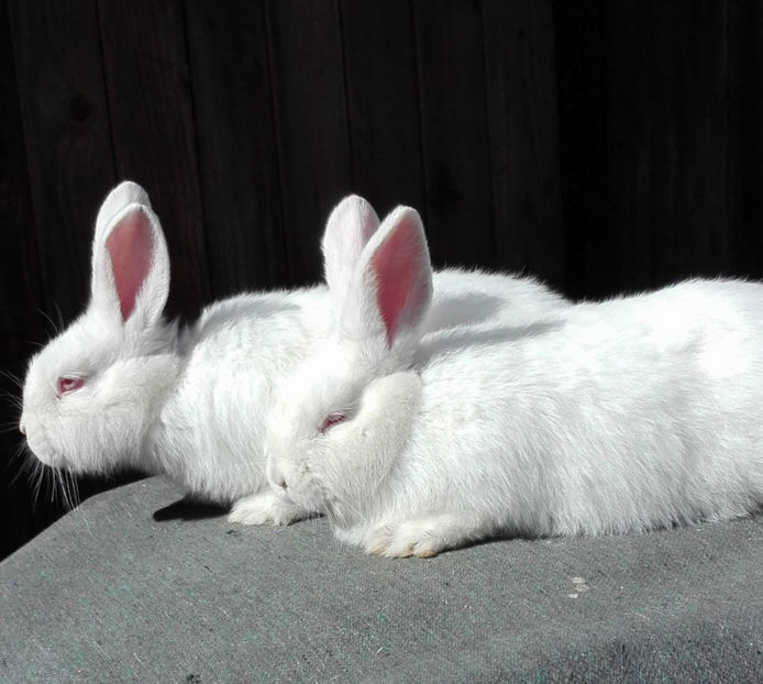  - 000 Masculiasi din iulie