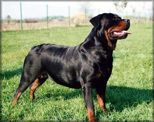 10791731_FCBADRERJ - ROTTWEILER