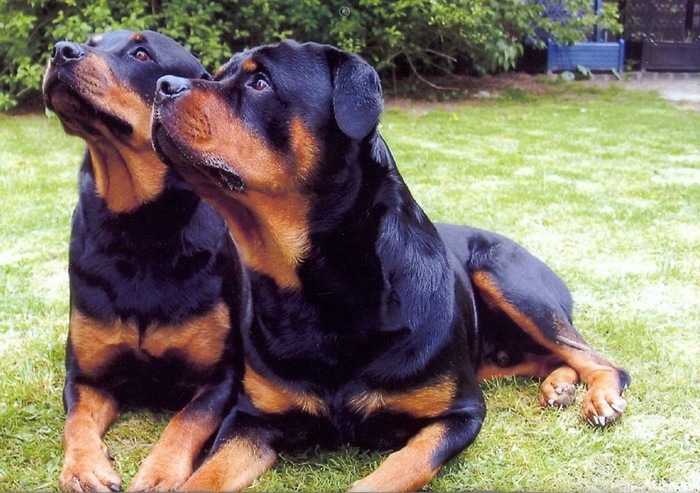 10791733_DNGJYLRXT - ROTTWEILER