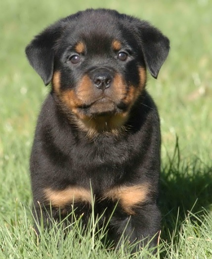 10791734_PMRGRUHRX - ROTTWEILER