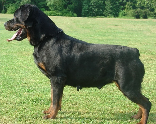 10791735_YWPICOLBZ - ROTTWEILER