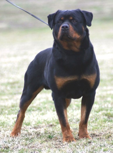 10791846_GDFSIZQVO - ROTTWEILER