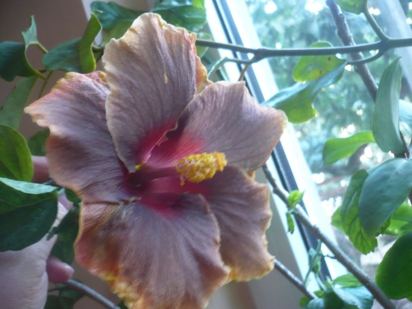 07.10.2018 - HIBISCUSI 2018-4