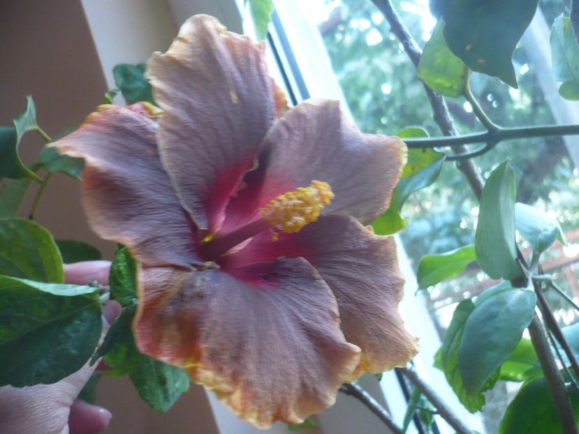 P1400363 - HIBISCUSI 2018-4