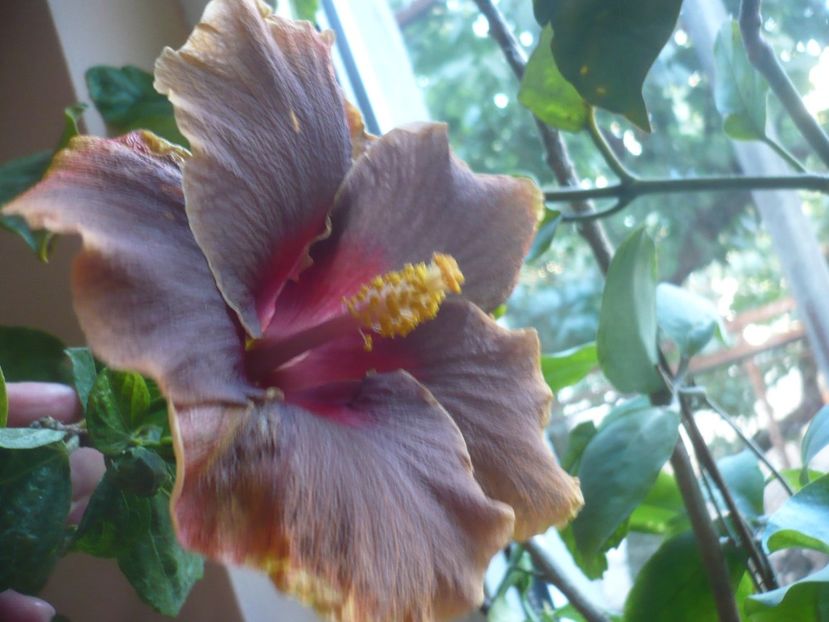 P1400365 - HIBISCUSI 2018-4