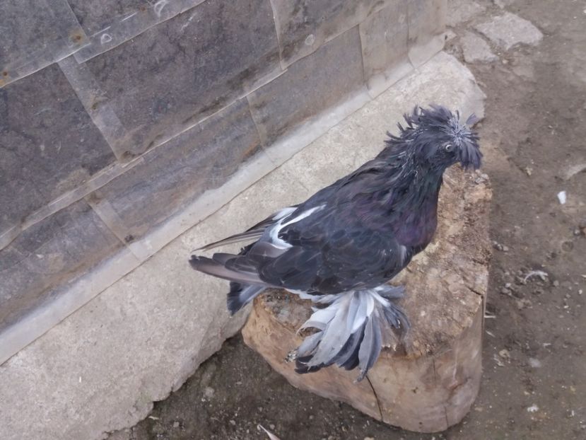  - TOBOSARI DE BUHARA