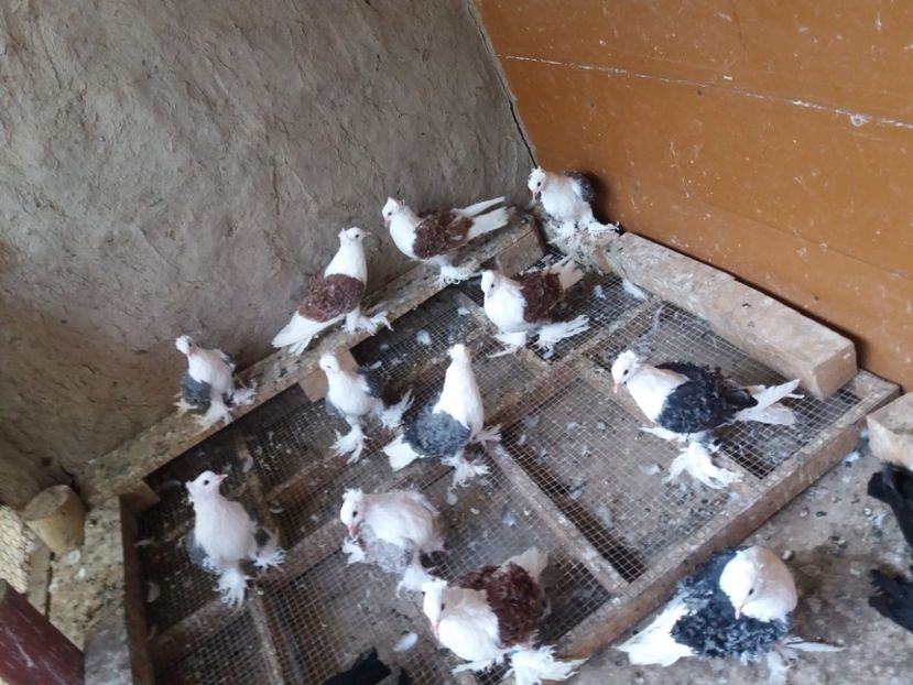  - Creti Francezi capaciti