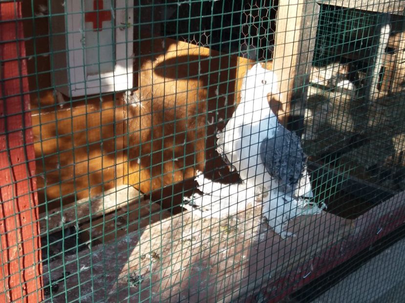  - Creti Francezi capaciti