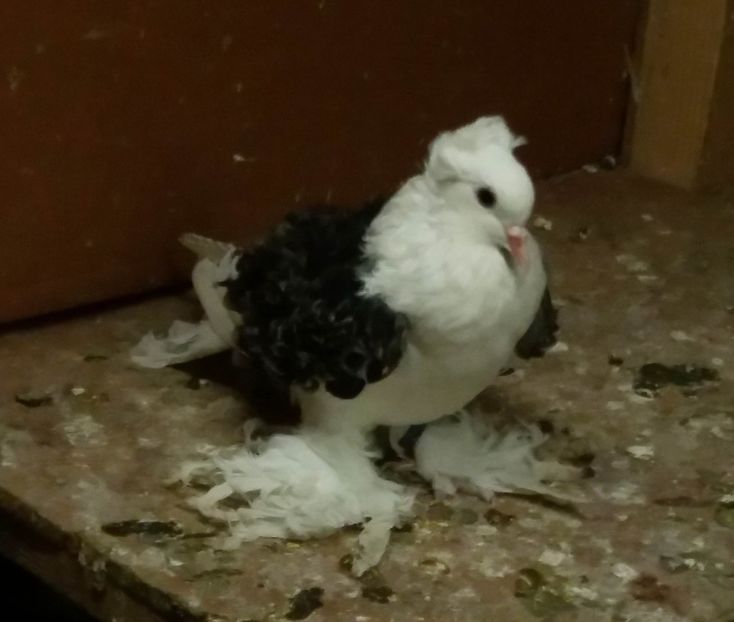  - Creti Francezi capaciti