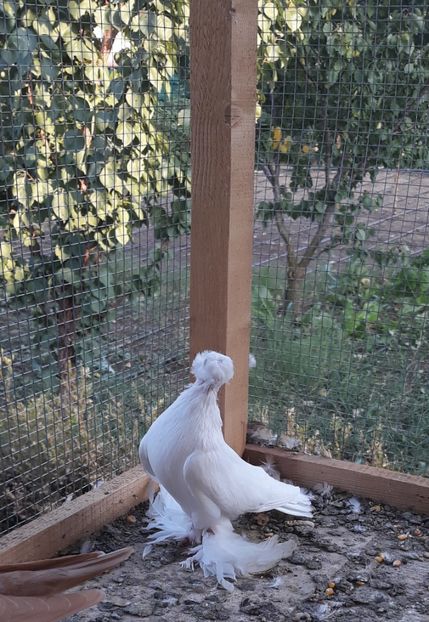 Mascul 2018 - JDB-unicolori ALBI