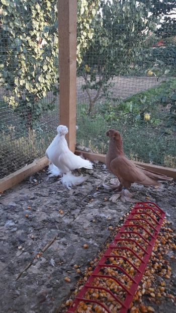  - JDB-unicolori ALBI