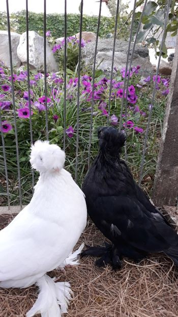  - JDB-unicolori ALBI