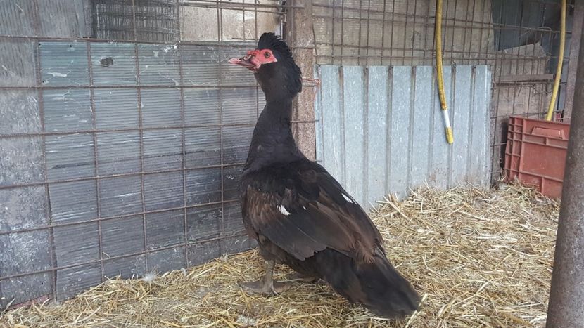 Dark chocolate - Bomboane asortate 2018