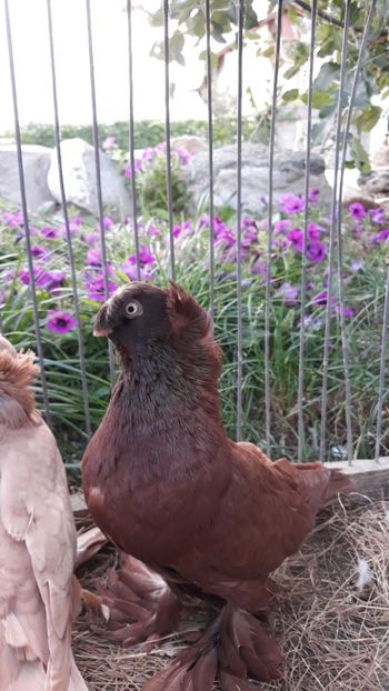  - JDB-unicolori ROSII