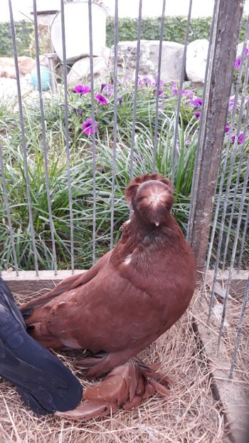  - JDB-unicolori ROSII