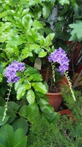  - duranta repens